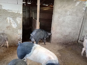 Porci de vânzare 13 lei kilogramul  - imagine 4