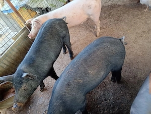 Porci de vânzare 13 lei kilogramul  - imagine 2