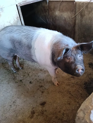 Vind porc 150  160 kg - imagine 2