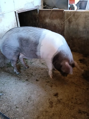 Vind porc 150  160 kg - imagine 3