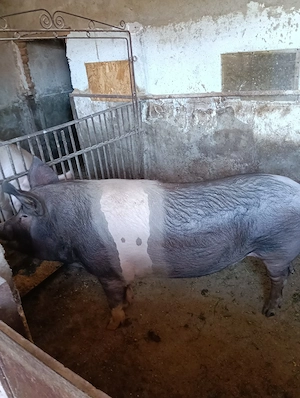 Vind porc 150  160 kg - imagine 4