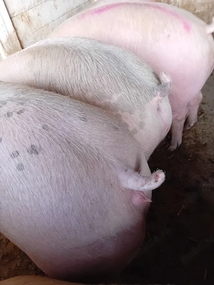 porci 120 - 300 kg - imagine 3