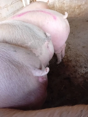 porci 120 - 300 kg
