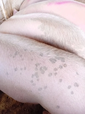 porci 120 - 300 kg - imagine 2