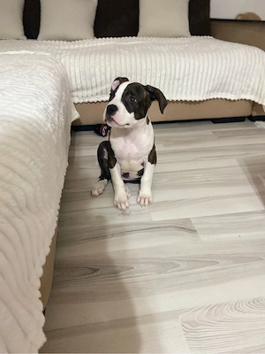 Mascul Amstaff Pui - imagine 2