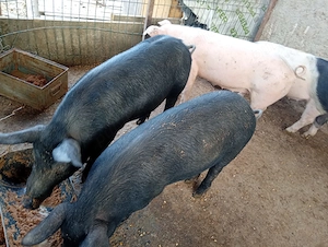 Porci de vânzare 13 lei kilogramul  - imagine 3