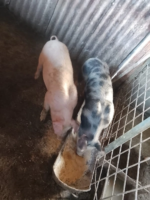 purcei petrean cu durok - imagine 2