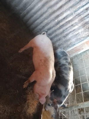 purcei petrean cu durok