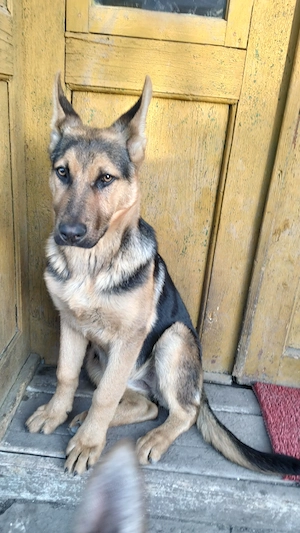 Ciobanesc German de vânzare  - imagine 2