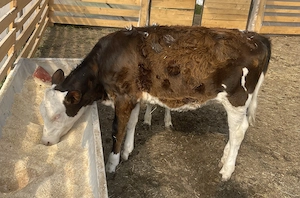 Vițea de vânzare ! - imagine 2