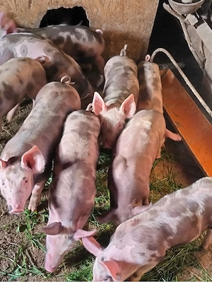 Vând purcei Petrean Belgian   masculi, 10 săptămâni - imagine 3