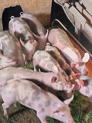 Vând purcei Petrean Belgian   masculi, 10 săptămâni - imagine 4