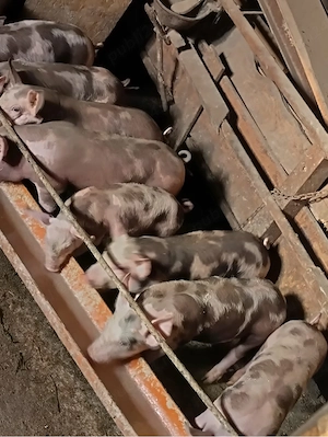 Vând purcei Petrean Belgian   masculi, 10 săptămâni - imagine 2