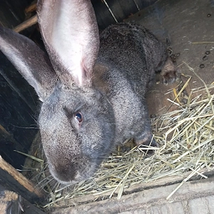 vand iepuri  - imagine 3