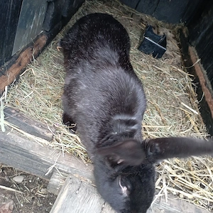 vand iepuri  - imagine 4