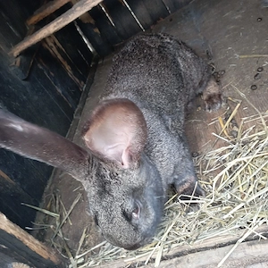 vand iepuri  - imagine 2