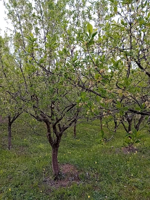 Vând teren extravilan - imagine 3