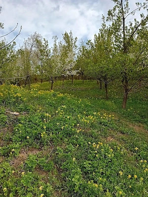 Vând teren extravilan - imagine 6