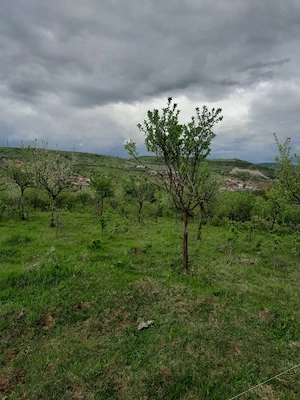 Vând teren extravilan - imagine 4