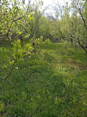 Vând teren extravilan