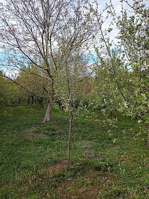 Vând teren extravilan - imagine 5