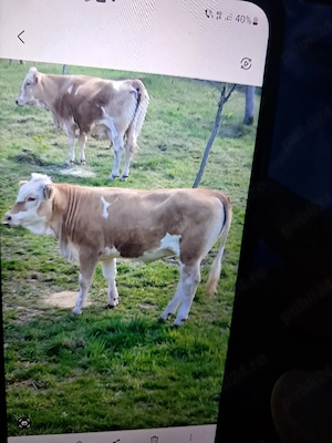 vând 2 vițele de prăsila