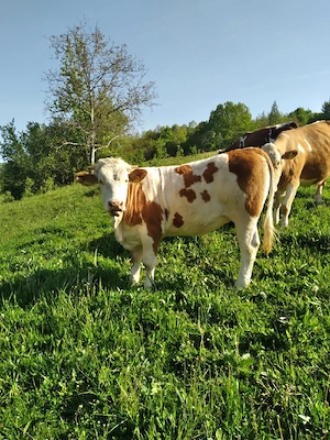 vând 2 vițele de prăsila - imagine 2