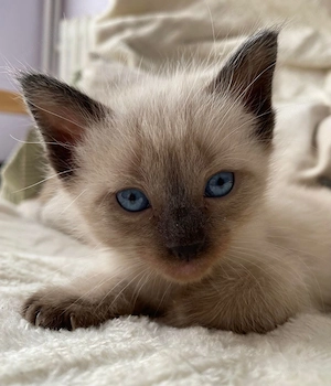 Ragdoll fetița și baietel 900 lei - imagine 2