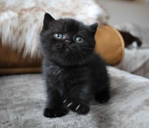 British shorthair 500lei băiețel