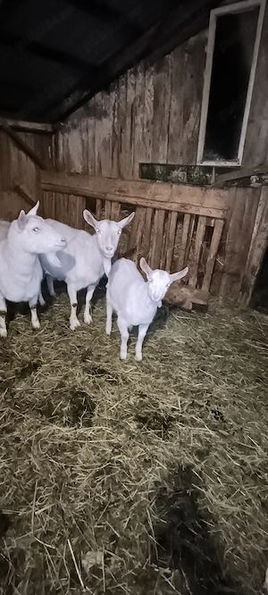 Vând iezi saanen  - imagine 3