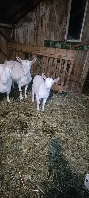 Vând iezi saanen  - imagine 4