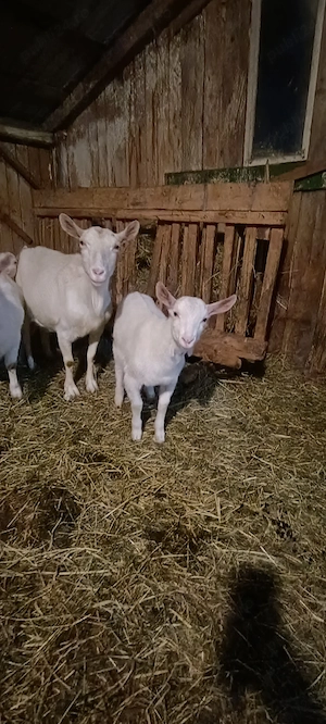 Vând iezi saanen  - imagine 2