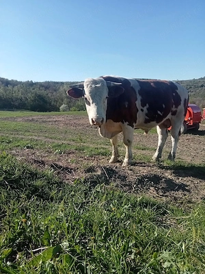 Vând taur cu origine