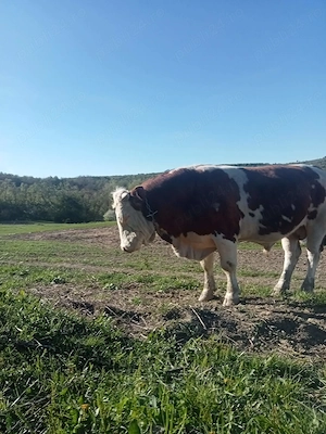 Vând taur cu origine - imagine 2