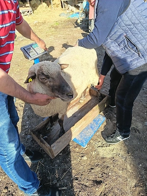 Oaie pentru sacrificat  - imagine 2