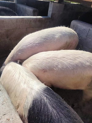 Disponibili pentru sacrificare - imagine 2