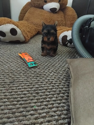Yorkshire terrier mini - imagine 3
