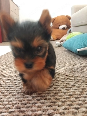 Yorkshire terrier mini - imagine 2