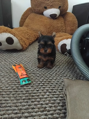 Yorkshire terrier mini - imagine 4