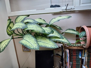 Planta Dieffenbachia 