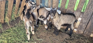 Vand 4 iezi si 2 capre - imagine 2