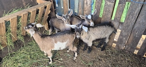 Vand 4 iezi si 2 capre