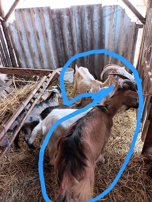 Vand 4 iezi si 2 capre - imagine 3