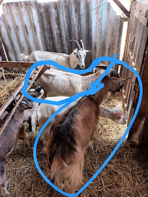 Vand 4 iezi si 2 capre - imagine 4