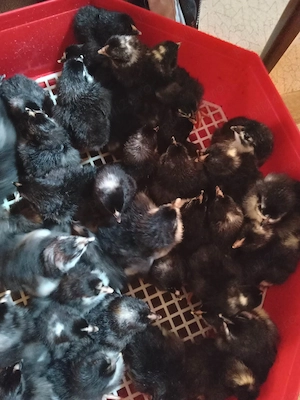 pui oua familii de gaini