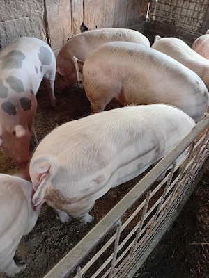 Porcii de vănzare  - imagine 2