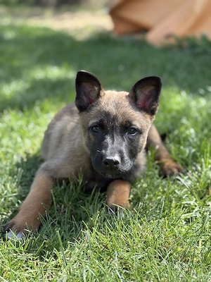 Căței ciobănesc belgian 