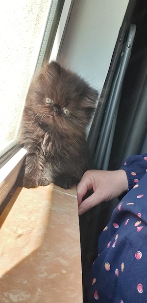 De vânzare pui de pisică persana  - imagine 2