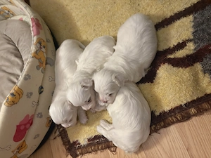 Bichoni maltezi  - imagine 2