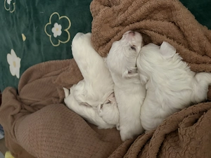 Bichoni maltezi  - imagine 4